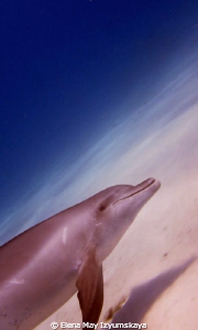 Blue Planet of Dolphins by Elena May Izyumskaya 